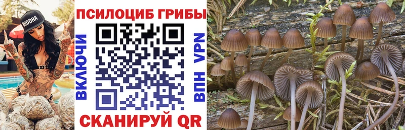Купить закладки  Лахденпохья  Псилоцибиновые грибы Cubensis 